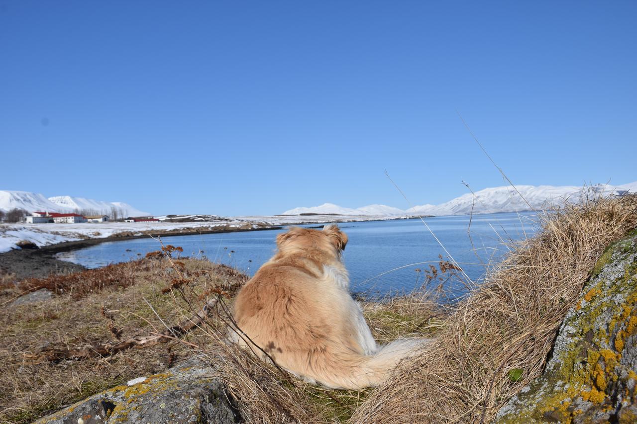 Skjaldarvik Guesthouse Akureyri Zewnętrze zdjęcie